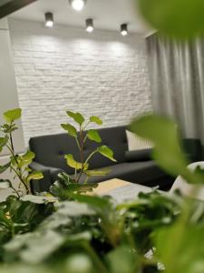 Apartament w Choczewie