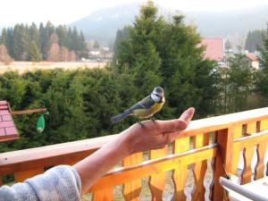 Maisons d'hotes Chalet Gerardmer situe a LE THOLY : photos des chambres