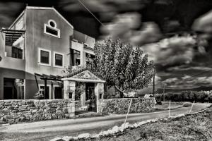 Olive Tree Chania Greece