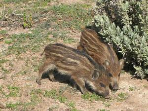 Villetta Monica img29