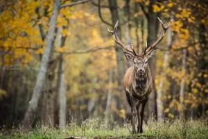 Auksinio elnio slėnis - Vozgėlių