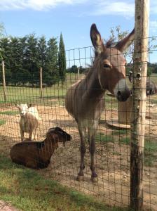 Agriturismo Dolce Verde