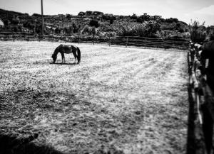 Agriturismo Quattro Pini