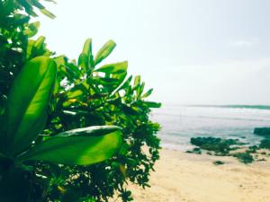 Mallika Guest House