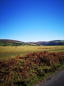 Pen-Rhos luxury glamping "Cuckoos Nest"