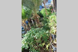 casa immersa nel verde al centro di Palermo