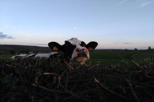 Hotel Restaurant The Kings Head Inn