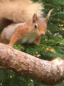 The Wee Thistle Loch Ness - Lewiston