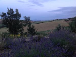 Poggio delle Lavande