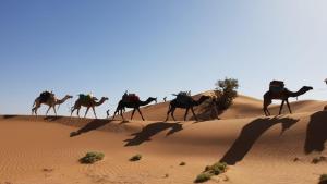 Nomadic Desert Lounge