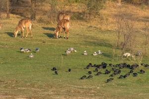 RAAS Chhatrasagar, Nimaj, District Pali