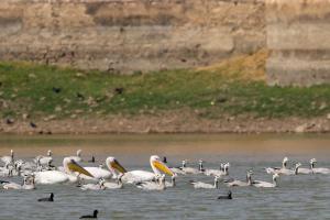 RAAS Chhatrasagar, Nimaj, District Pali
