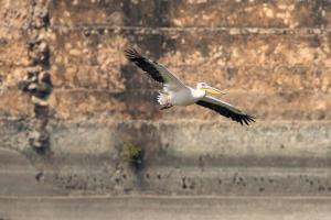 RAAS Chhatrasagar, Nimaj, District Pali