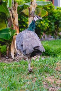 HL Miraflor Suites Hotel