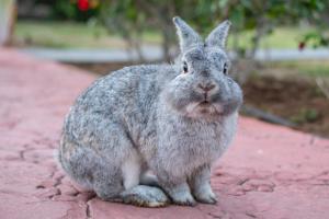 HL Miraflor Suites Hotel