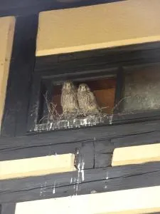 Rittergut Reudnitz - Greiz