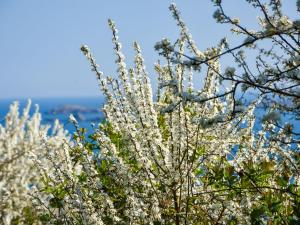 Maisons de vacances Holiday home in Saint Cast Le Guildo with garden : photos des chambres