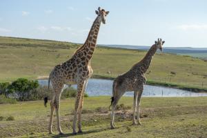 Hartenbos Private Game Lodge