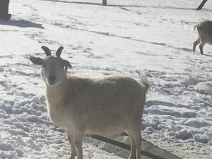 Sejours a la ferme Ferme familiale chez Lili : photos des chambres