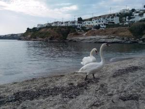 Villa Bonatsa Andros Home Andros Greece