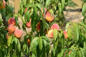 Pension DZ Slaviansky spirit S&aacute;rmell&eacute;k Hungary