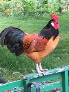 Warmoes tuinderswoning