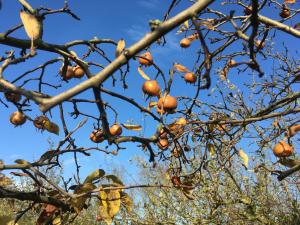 Warmoes tuinderswoning