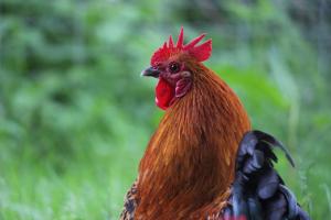 Sejours chez l'habitant Domaine des fees : photos des chambres