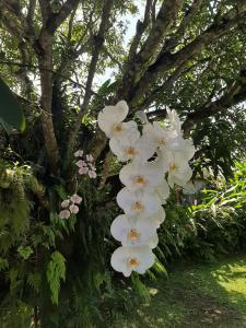 Casa Pomar do Aconchego