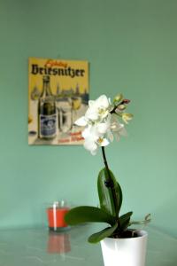 Apartment Flat Wohnung im Herzen von Dresden