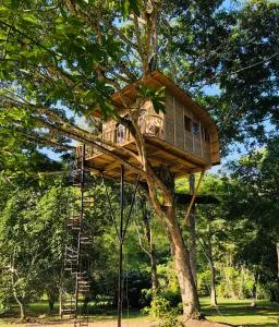 Casa del Árbol Colombia - Utica