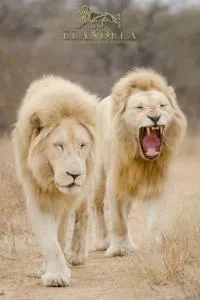 Elandela Private Game Reserve and Luxury Lodges Pty Ltd - 提姆巴瓦提禁猎区