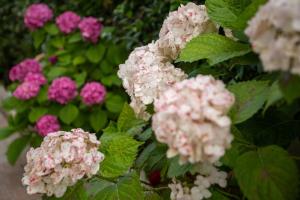 Velipoja Center Apartments