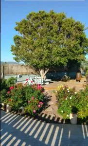 בחצר של טובה - Mikhmannim