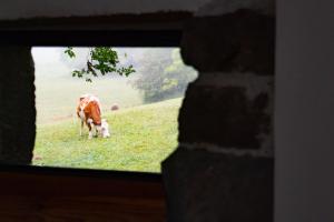 B&B / Chambres d'hotes Les Balcons de la Terrasse : photos des chambres