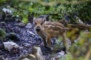 Chalets le refuge des Marmottes : photos des chambres