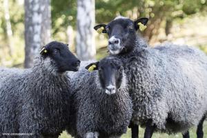 Ingebo Hagar bondgårdsboende