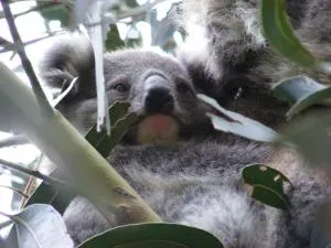 Mountain Rivers Tourist Park - Rawson - Erica