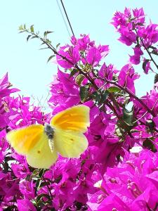 Lemon Tree Cottage Messinia Greece