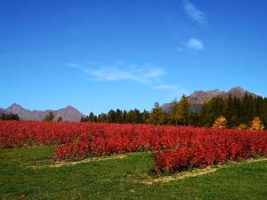 Ferienwohnung Laßhofer
