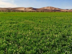 Desert Atmosphere MHamid