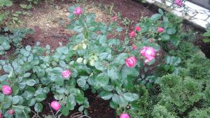 Apartman Laurus Malinska