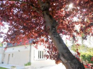 Maisons de vacances LA VILLA BRUNE : photos des chambres