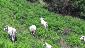 B&B / Chambres d'hotes Ferme Laurens : photos des chambres