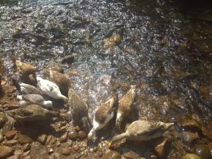 Dreams River view Homestay Coorg