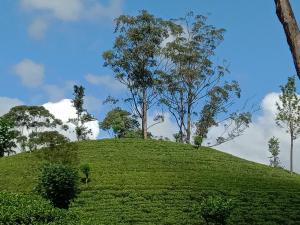 3Arch Eco Cottage Ella