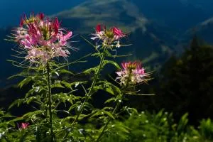 Casa Descanso en el Campo con Hermosa Vista a los Farallones - Versalles