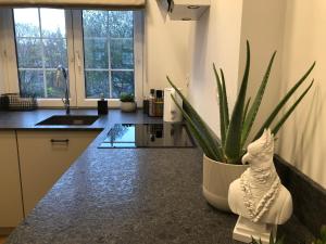 Apartament stare miasto