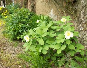 B&B / Chambres d'hotes Ferme du Chateau : photos des chambres