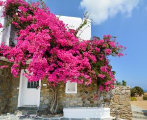 Sea Breeze Panormos Mykonos Myconos Greece